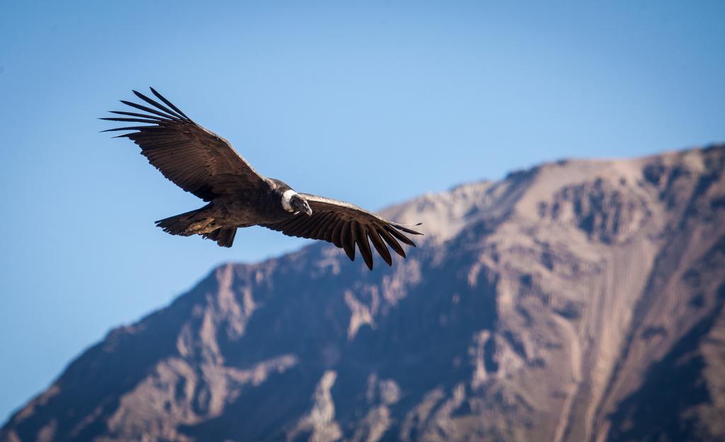 Eco Inn Colca Янке Экстерьер фото