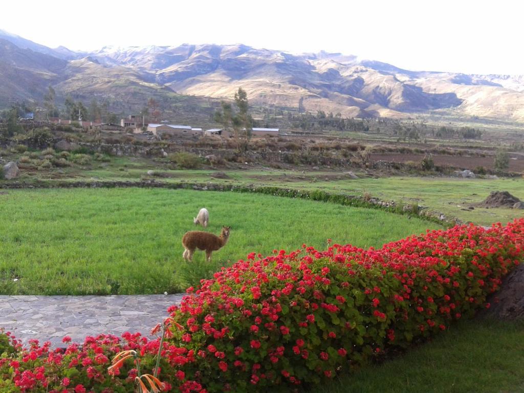 Eco Inn Colca Янке Экстерьер фото